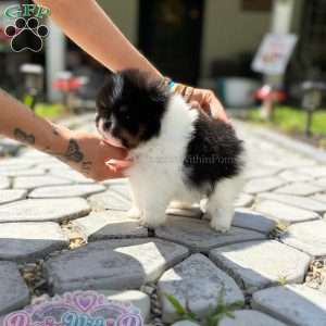Little Mars, Pomeranian Puppy