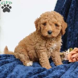Juno, Mini Goldendoodle Puppy