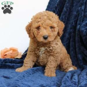 Juno, Mini Goldendoodle Puppy