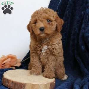Juno, Mini Goldendoodle Puppy