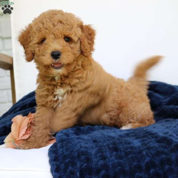 Juno, Mini Goldendoodle Puppy