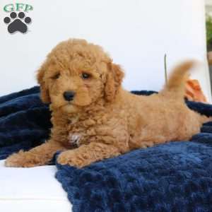 Juno, Mini Goldendoodle Puppy
