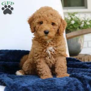 Juno, Mini Goldendoodle Puppy