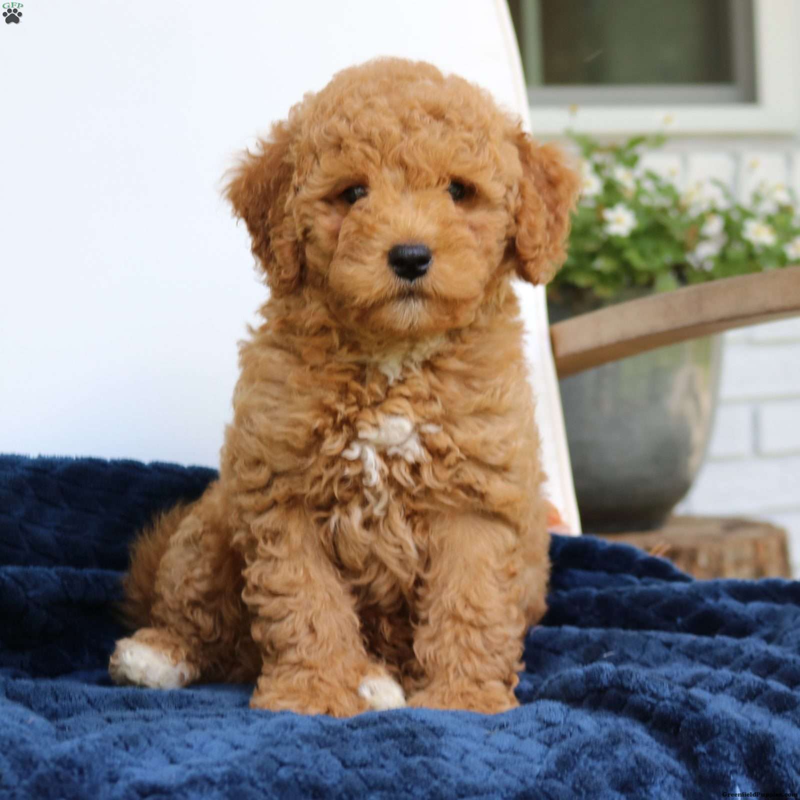 Juno (Doodle / designer cross, Male)