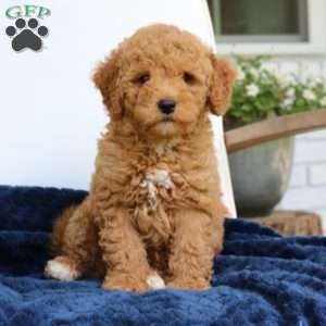 Juno, Mini Goldendoodle Puppy
