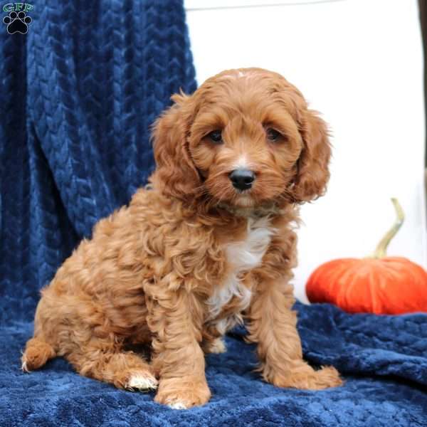 Ace, Cavapoo Puppy