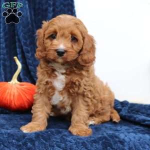 Ace, Cavapoo Puppy