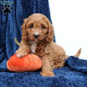 Ace, Cavapoo Puppy