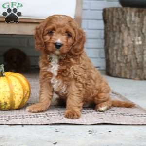 Ace, Cavapoo Puppy