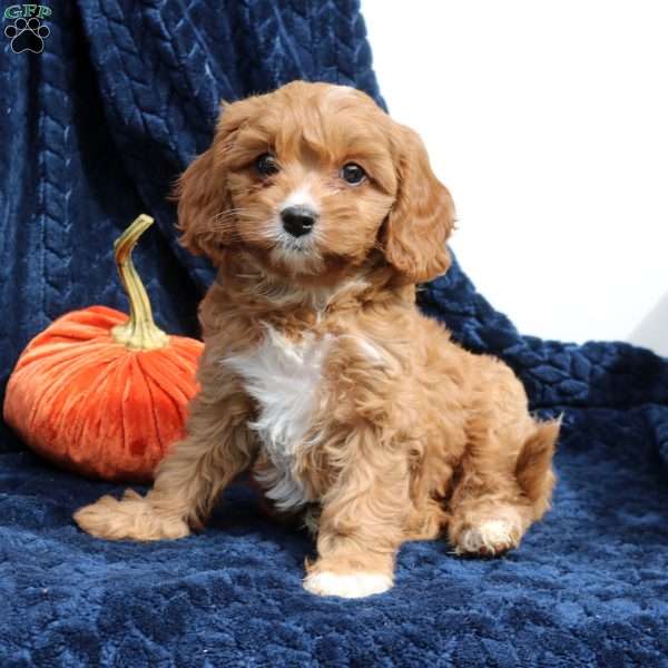 Abby, Cavapoo Puppy