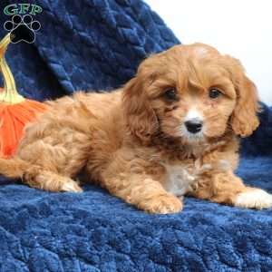 Abby, Cavapoo Puppy