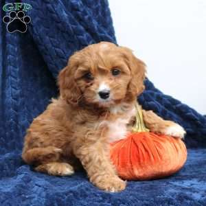 Abby, Cavapoo Puppy