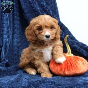 Abby, Cavapoo Puppy