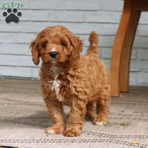 Ace, Cavapoo Puppy