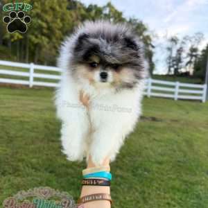 Little Jupiter, Pomeranian Puppy