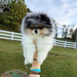 Little Jupiter, Pomeranian Puppy