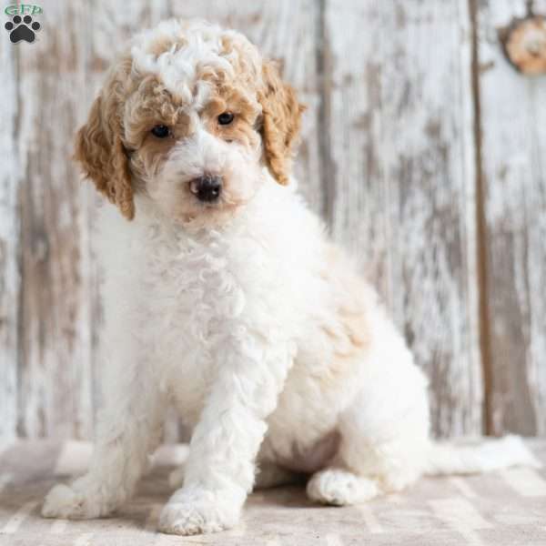 Treasure, Mini Labradoodle Puppy