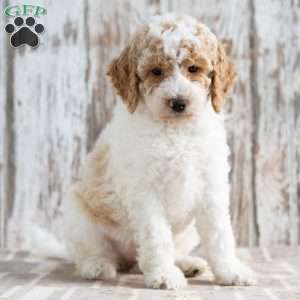 Treasure, Mini Labradoodle Puppy