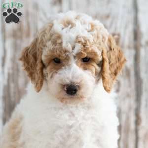 Treasure, Mini Labradoodle Puppy
