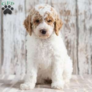 Treasure, Mini Labradoodle Puppy