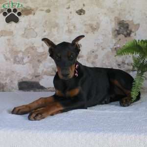 Sheila, Doberman Pinscher Puppy