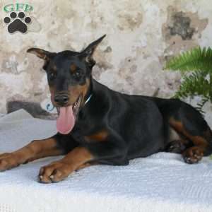 Simba, Doberman Pinscher Puppy