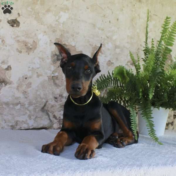 Sparky, Doberman Pinscher Puppy