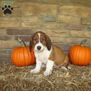 Austin, Basset Hound Mix Puppy