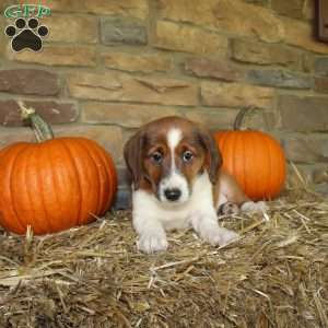 Asher, Basset Hound Mix Puppy