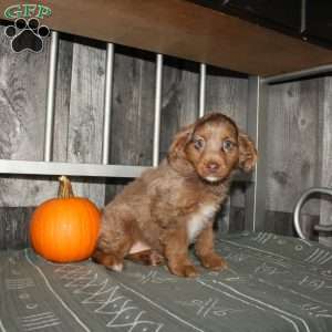 Tina, Mini Aussiedoodle Puppy