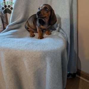 New guy, Dachshund Puppy