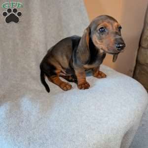New guy, Dachshund Puppy