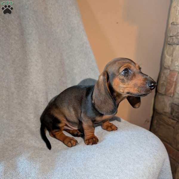 New guy, Dachshund Puppy