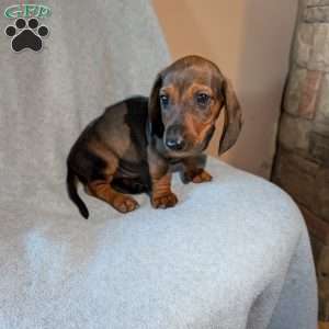 New guy, Dachshund Puppy