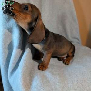 New guy, Dachshund Puppy