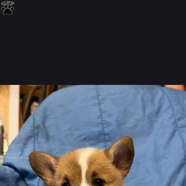 Tucker, Pembroke Welsh Corgi Puppy