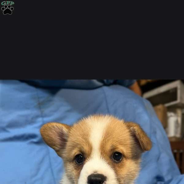 Levi, Pembroke Welsh Corgi Puppy