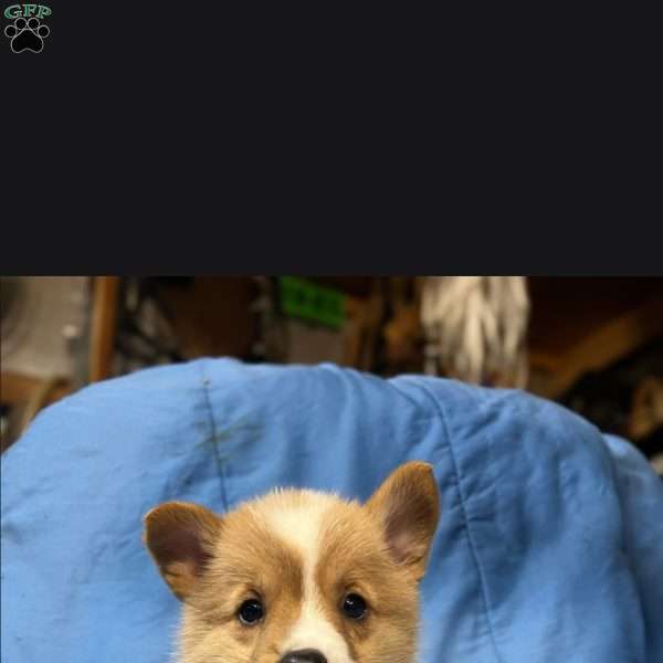 Toby, Pembroke Welsh Corgi Puppy