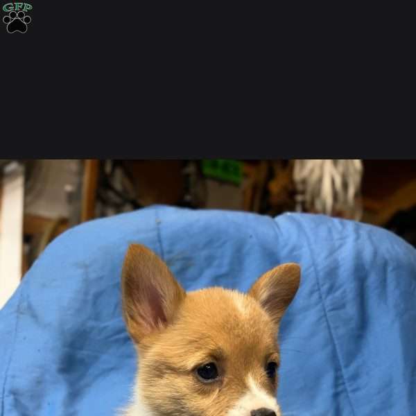 Dolly, Pembroke Welsh Corgi Puppy