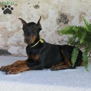 Sparky, Doberman Pinscher Puppy