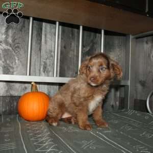 Tina, Mini Aussiedoodle Puppy