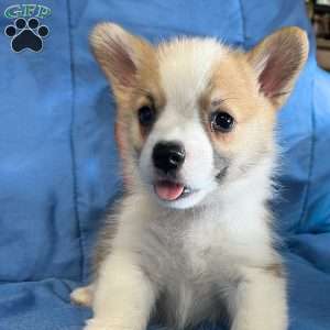 Kip, Pembroke Welsh Corgi Puppy