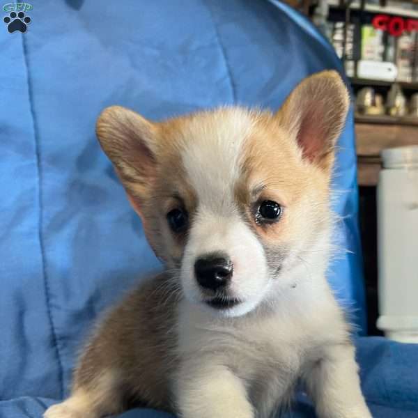 Kip, Pembroke Welsh Corgi Puppy
