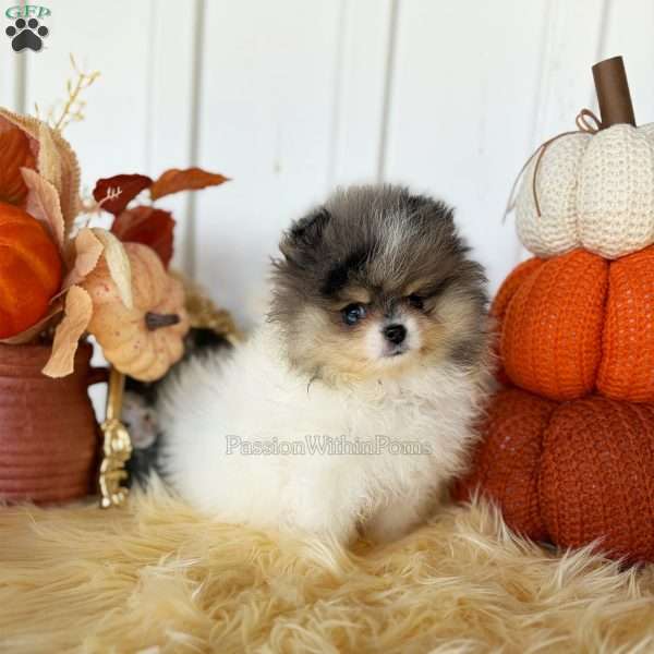 Little Jupiter, Pomeranian Puppy