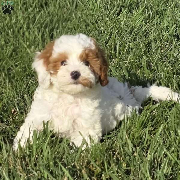 Sandy, Cavapoo Puppy