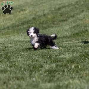 Kim, Mini Bernedoodle Puppy