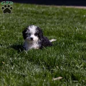 Kim, Mini Bernedoodle Puppy