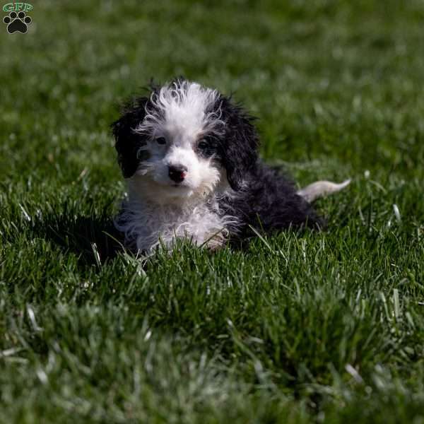 Kim, Mini Bernedoodle Puppy