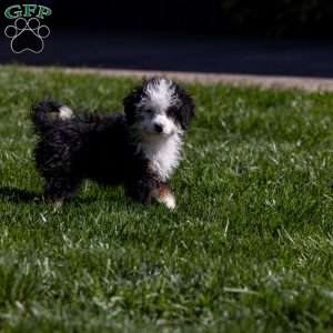 Kim, Mini Bernedoodle Puppy
