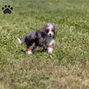 Kricket, Mini Bernedoodle Puppy